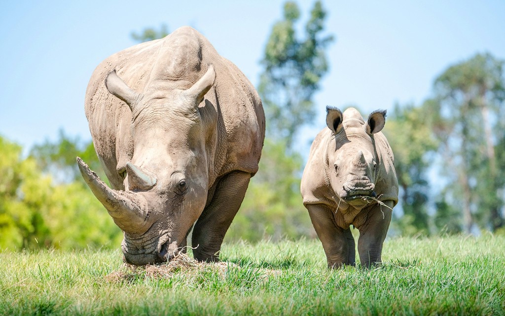 Von Brisbane aus: Australia Zoo Tickets mit Transfers (Australia Zoo entry with transfers) - 2