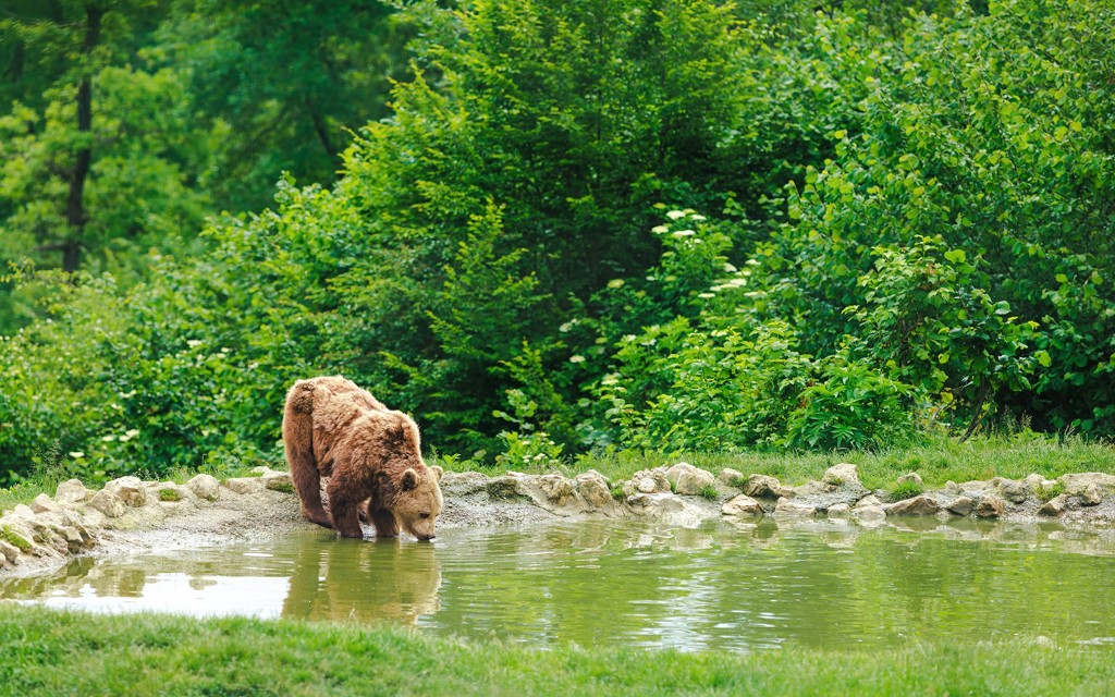 Da Bucarest: Santuario dell'Orso, Castello di Bran e tour di Brașov (From Bucharest: Bear Sanctuary, Bran Castle & Brasov Day Tour without Entry Tickets) - 1
