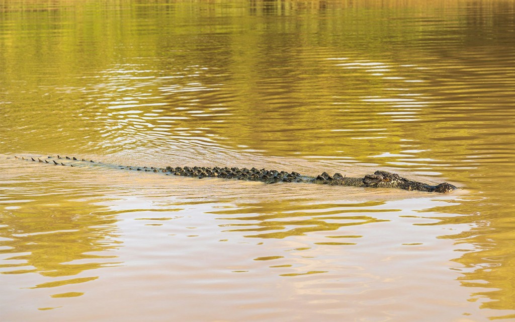 From Darwin: Kakadu Wilderness Full-Day Guided Tour (Kakadu Wilderness Escape + Fogg Dam Wetlands) - 3