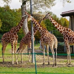 From Krakow: Zoo Trip with Transfer - 1