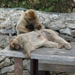 From Málaga: Day Trip to Gibraltar - 3