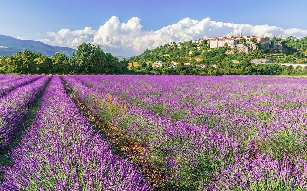 Von Marseille aus: Tour durch die Lavendelfelder (Lavender Sault Full Day Tour) - 2