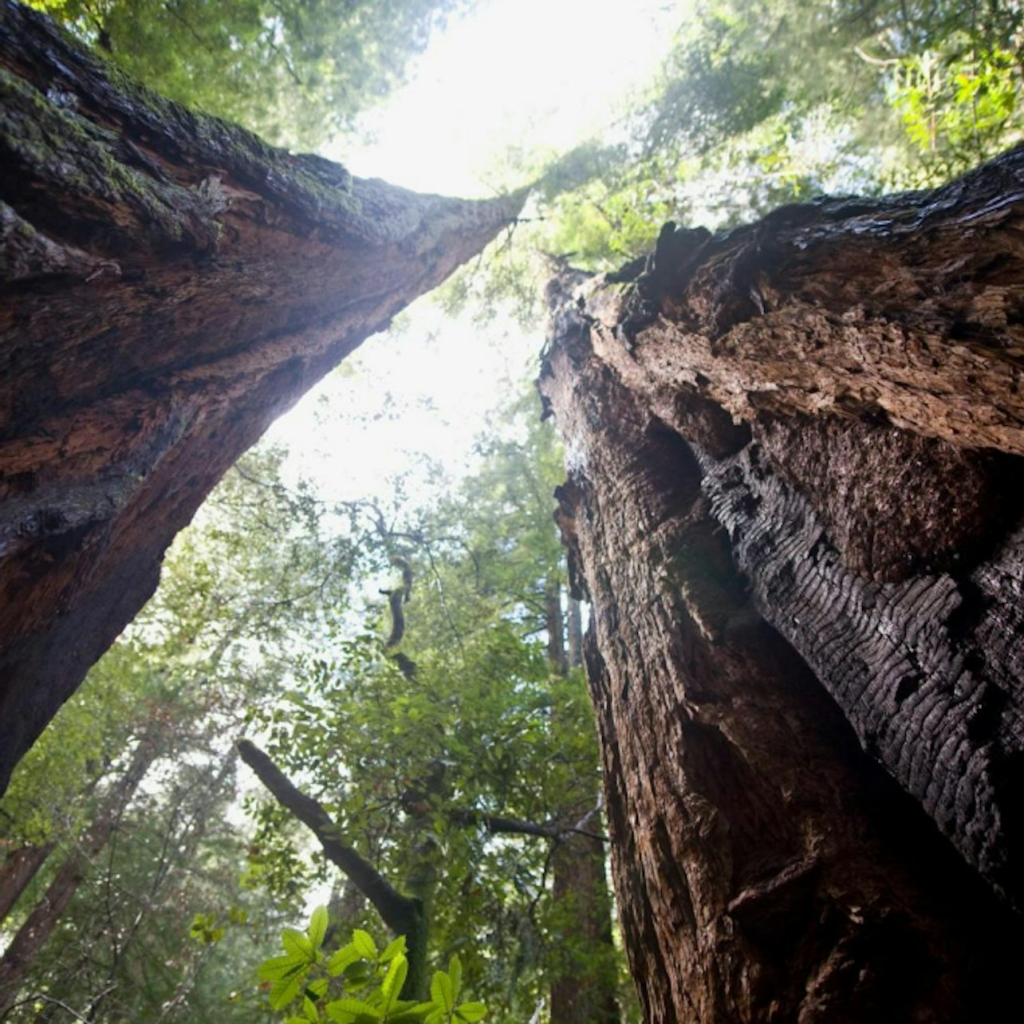 Depuis San Francisco : Excursion d'une journée à Muir Woods et Sausalito - Tour with return trip by bus - 3