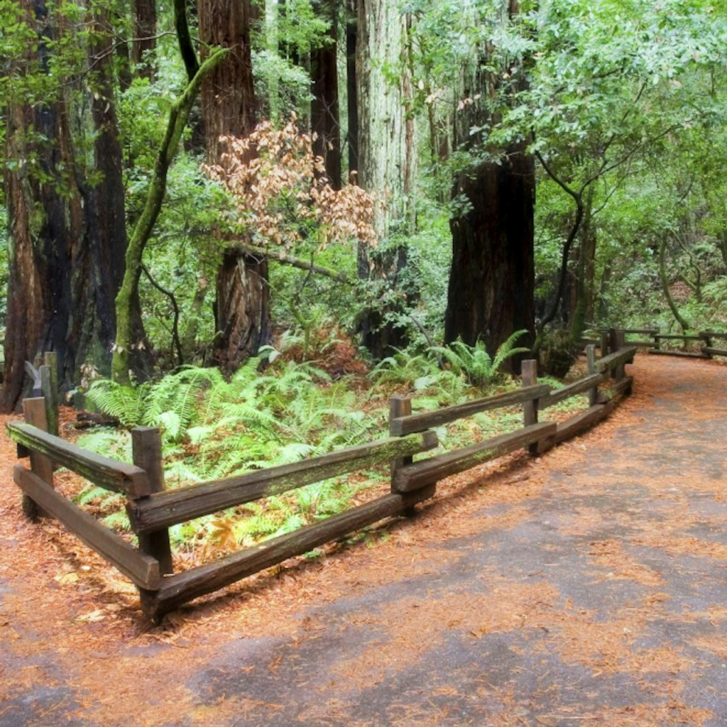Depuis San Francisco : Excursion d'une journée à Muir Woods et Sausalito - Tour with return trip by ferry - 2