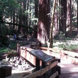 From San Francisco: Half-Day Muir Woods Tour - 3