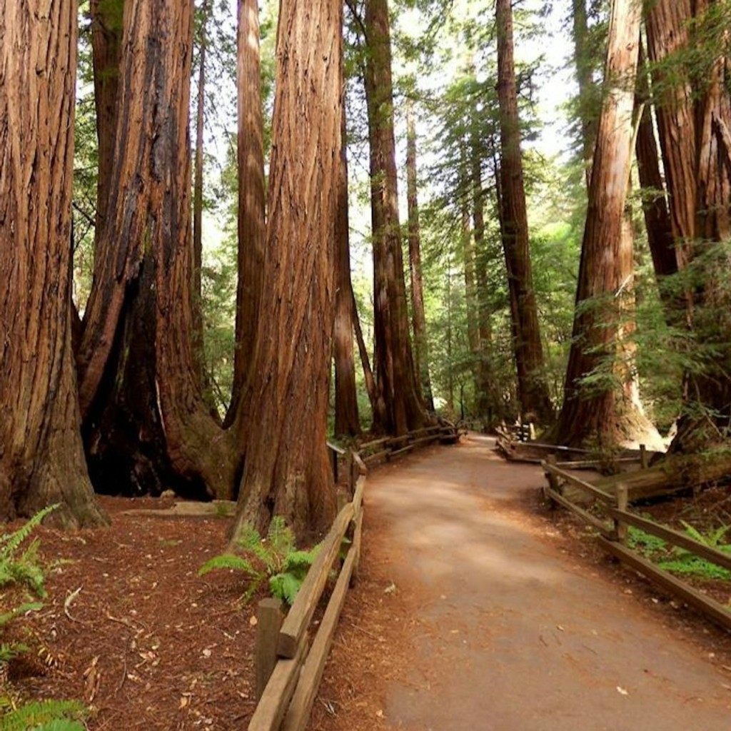 Desde San Francisco: Excursión de medio día a Muir Woods - 3