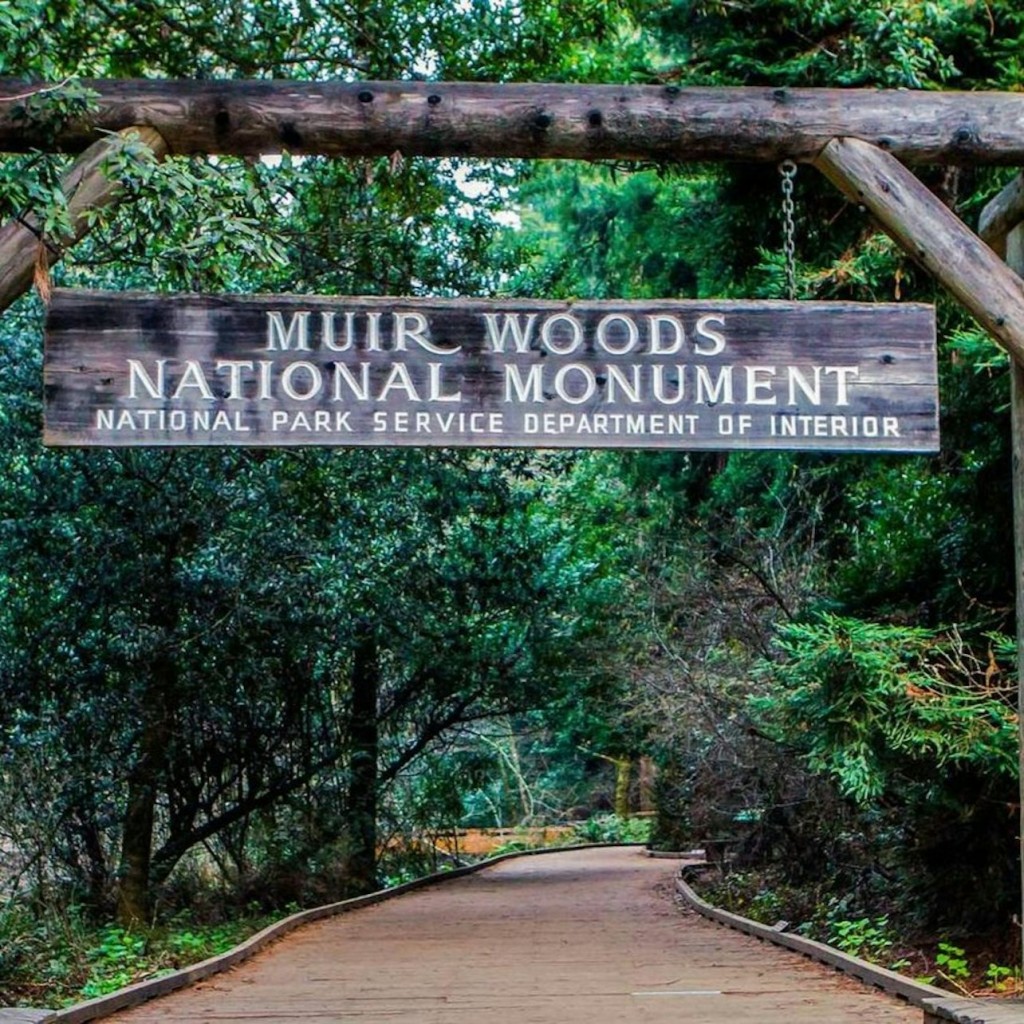 Desde San Francisco: Excursión de medio día a Muir Woods - 2