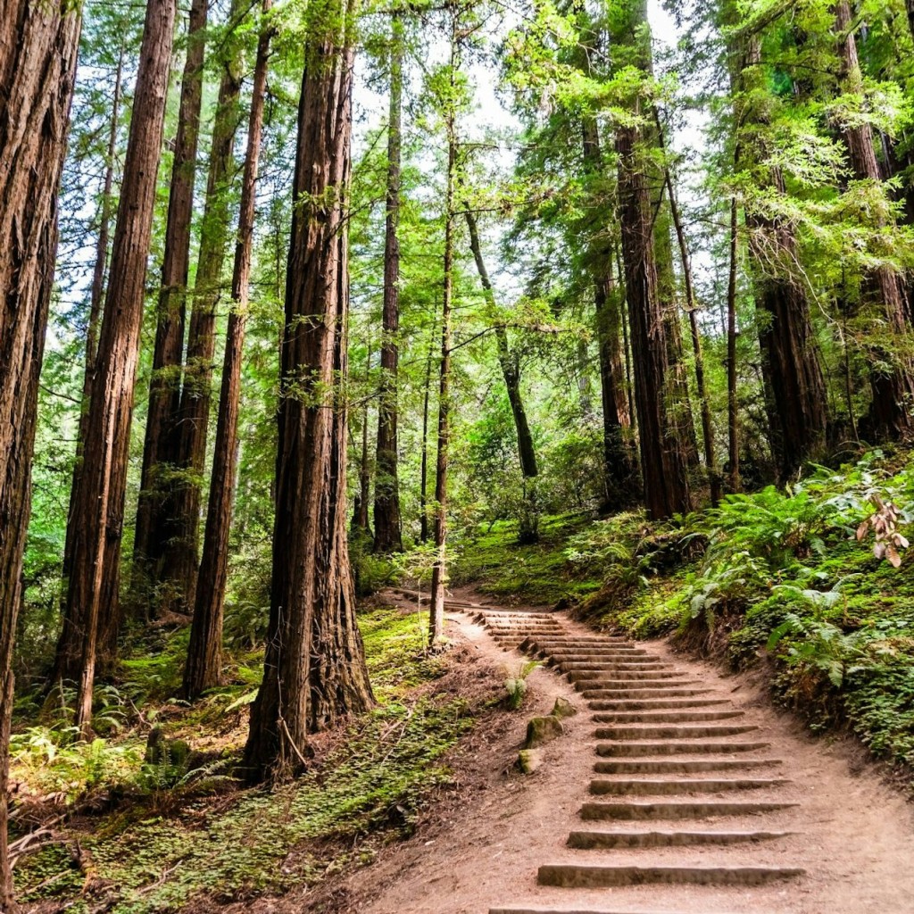 From San Francisco: Muir Woods & Sausalito Morning Tour - 2