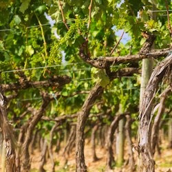 Gaillac: Half-Day Guided Tour from Toulouse + Wine Tasting - 2