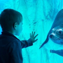 Gardaland SEA LIFE Aquarium: Entry Ticket - 2