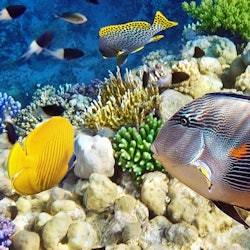 Gardaland SEA LIFE Aquarium: Entry Ticket - 3