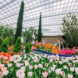 Gardens by the Bay: wejście do obserwatorium Supertree - 1