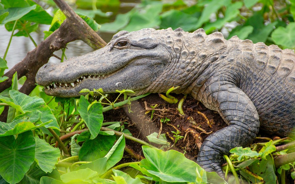 Gatorland Orlando Entry Ticket - 2