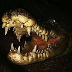 Gatorland Orlando: Gator Night Shine - 2