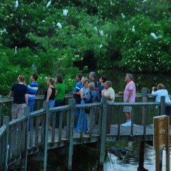 Gatorland Orlando: Gator Night Shine - 3