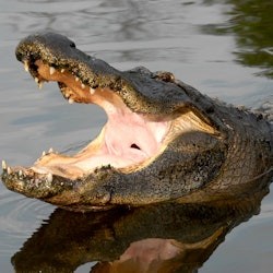 Gatorland Orlando: кричащая линия Gator Zip Line - 1