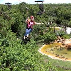Gatorland Orlando: кричащая линия Gator Zip Line - 3
