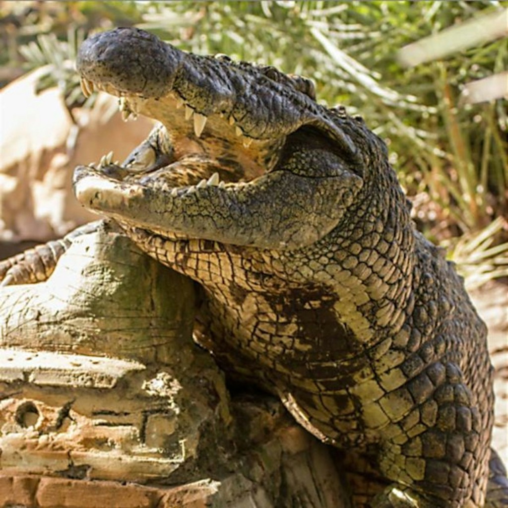 Gatorland Orlando: Tiquet sense cues - 1