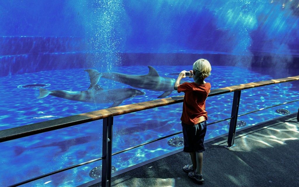 Genua Aquarium Tickets (Tickets to Genoa Aquarium with Focaccia) - 2