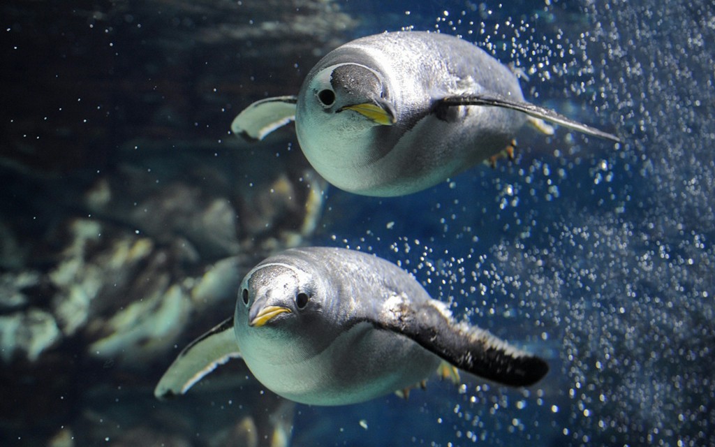 Genua Aquarium Tickets (Tickets to Genoa Aquarium with Lunch) - 3