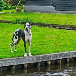 Giethoorn: Small Group Guided Tour + Electric Boat Trip - 3