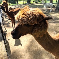 Gold Coast Ballooning with Vineyard Breakfast & Return Transfers - 2