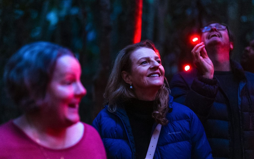 Gold Coast: Mt Tamborine Rainforest Night Walk with Glow Worms & Waterfall (General) - 1