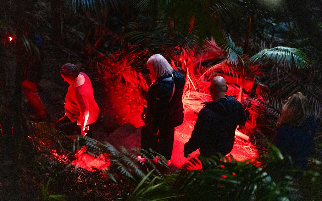 Gold Coast: Mt Tamborine Rainforest Night Walk with Glow Worms & Waterfall (General) - 2