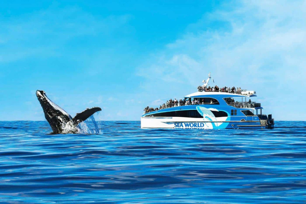 Gold Coast Whale Watching Cruise aboard Sea World Cruises (Gold Coast Whale Watching Cruise) - 1