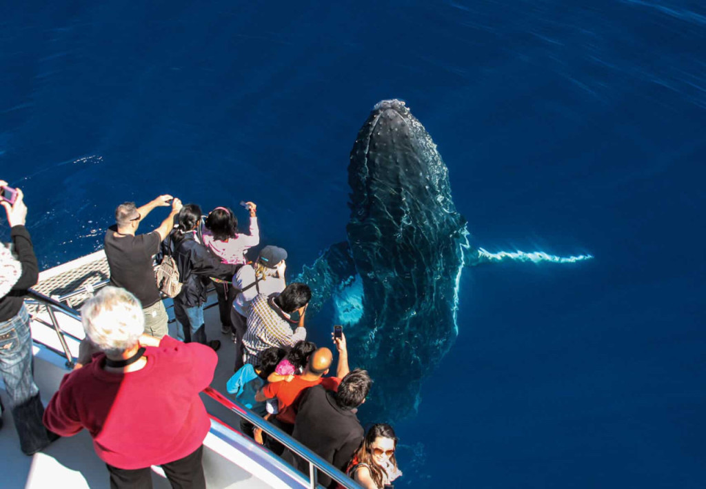 Gold Coast Whale Watching Cruise aboard Sea World Cruises (Gold Coast Whale Watching Cruise) - 2