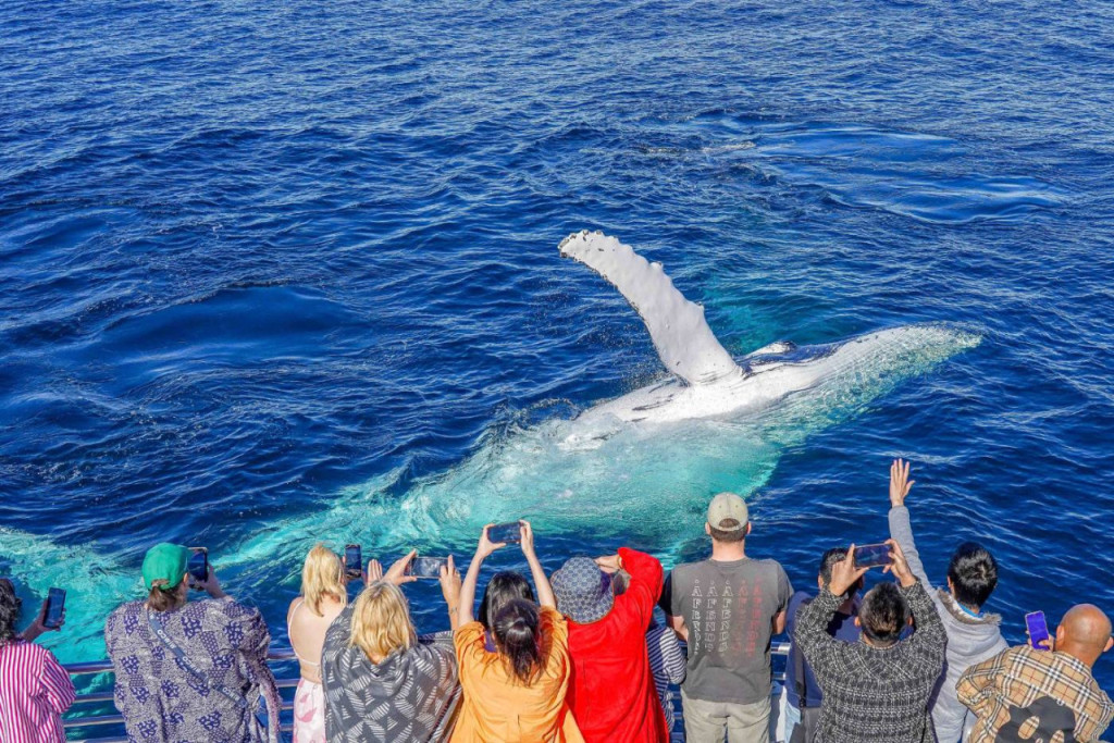 Gold Coast Whale Watching Cruise aboard Sea World Cruises (Gold Coast Whale Watching Cruise) - 3