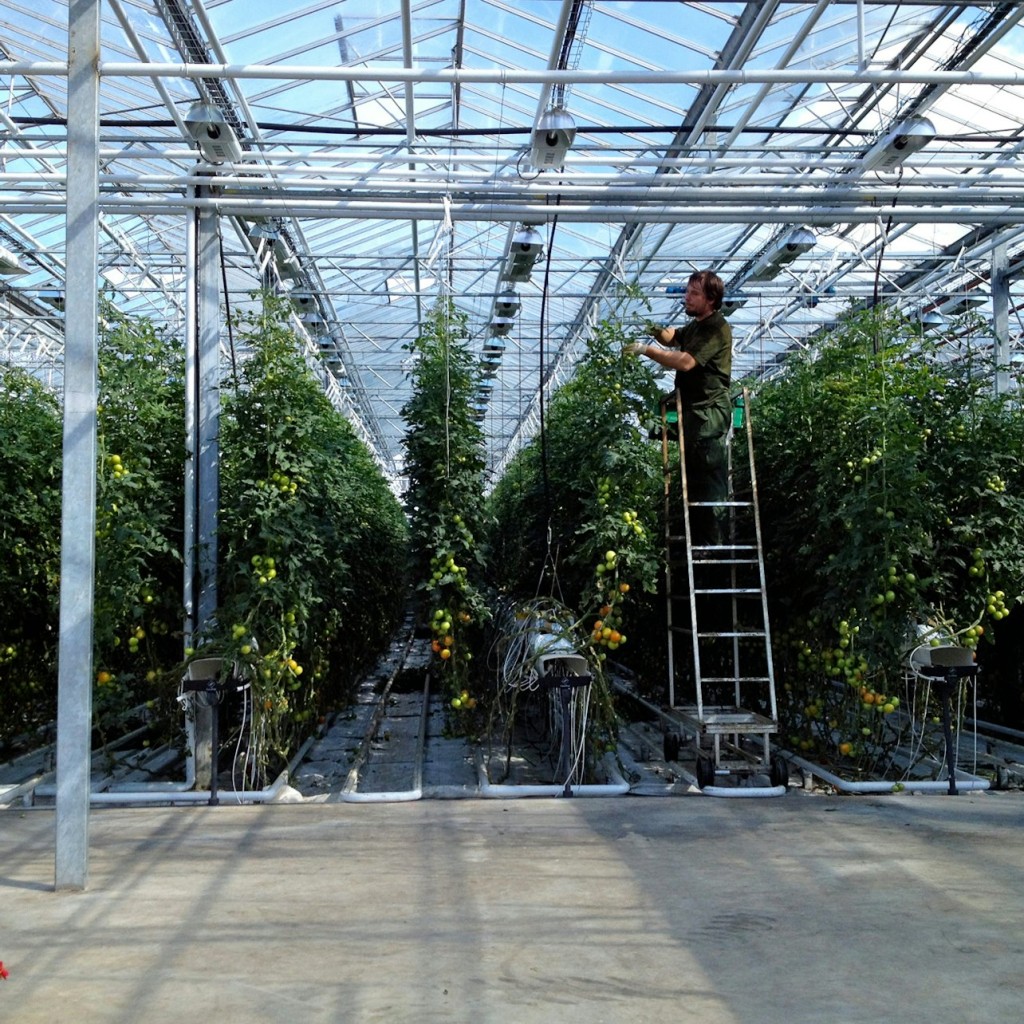 Golden Circle & Friðheimar Greenhouse: Roundtrip from Reykjavik - 1