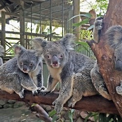 Tour di un giorno del Grand Kuranda e trasferimento da Cairns - 2