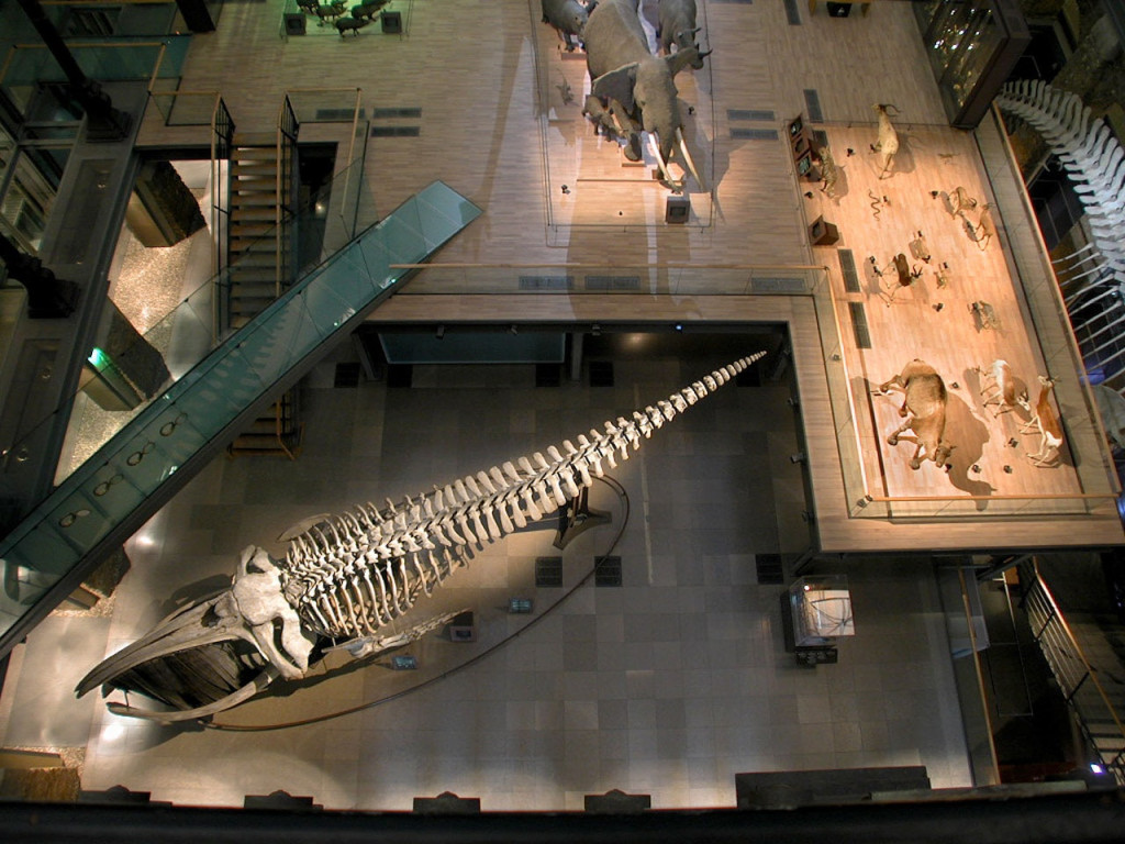 Grande Galerie de l'Évolution: Skip The Line (Permanent Collection + Deserts Exhibition) - 3