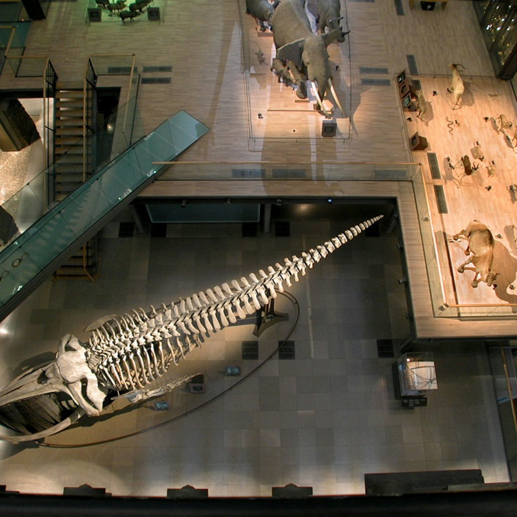 Grande Galerie de l'Évolution : Billet coupe-file - Permanent Collection + Temporary Exhibition - 3