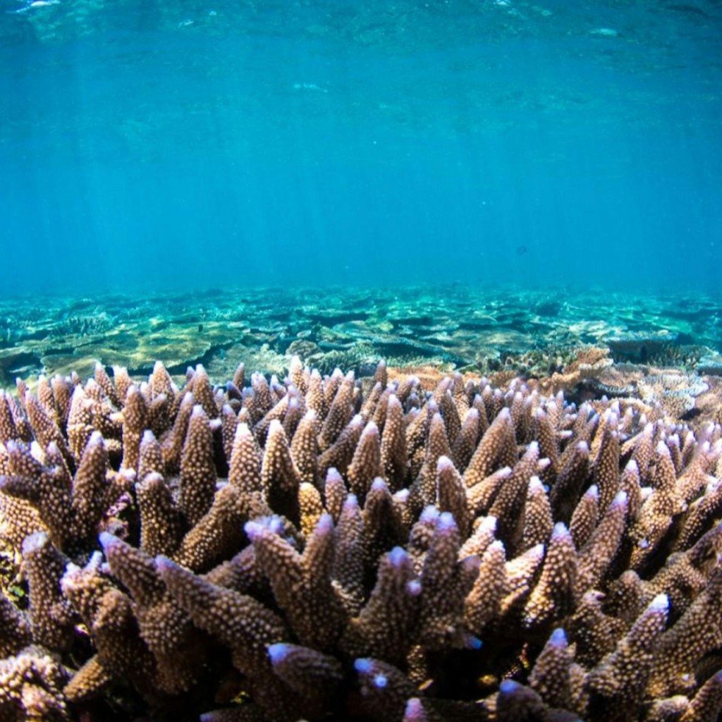 Grande barriera corallina e MOUA: tour guidato di snorkeling + colazione + pranzo - 1
