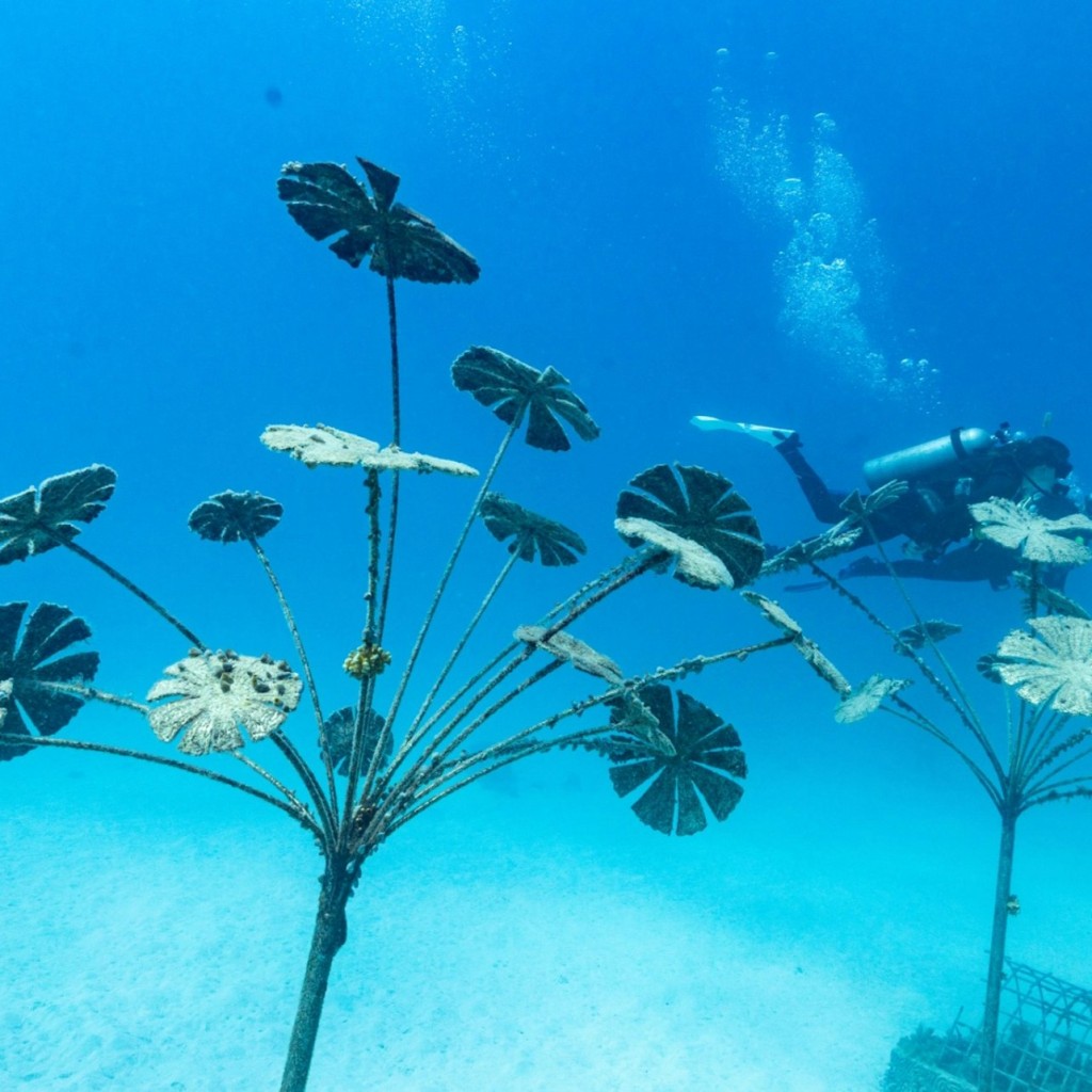 Grande barriera corallina e MOUA: tour guidato di snorkeling + colazione + pranzo - 3
