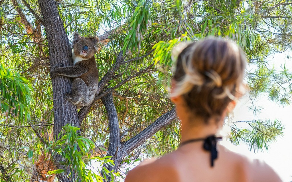 Great Ocean Road und 12 Apostel-Tagestour mit klassischen Sehenswürdigkeiten (Join-in One Day Tour) - 3