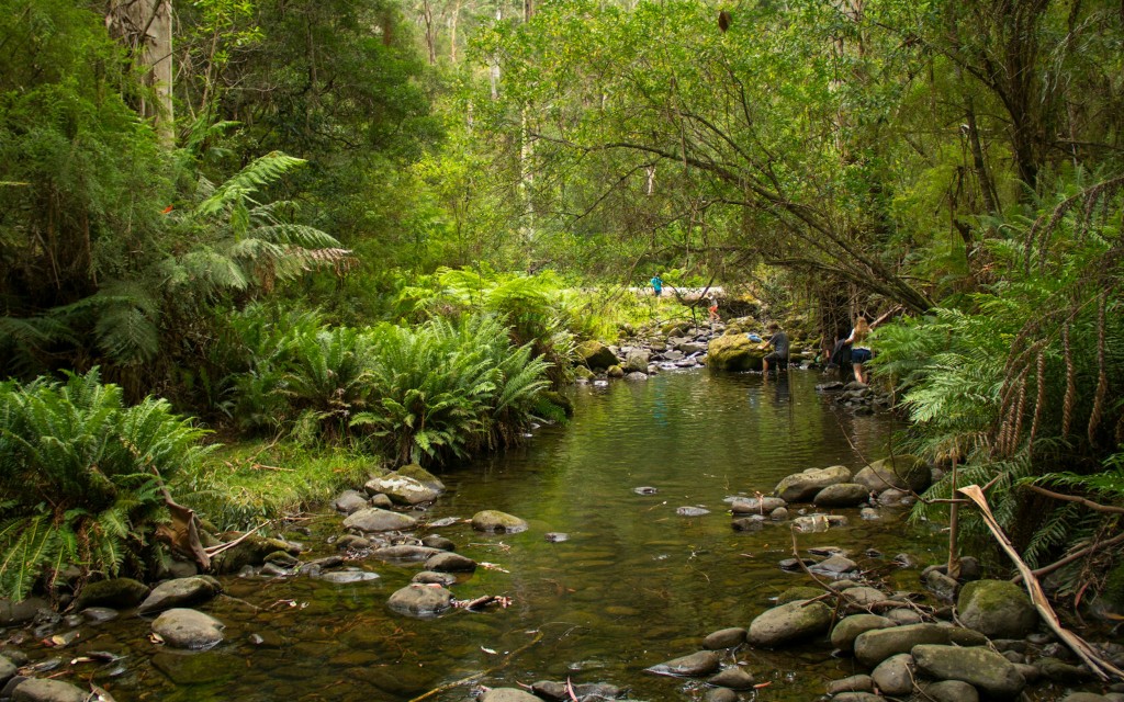 Great Ocean Road Premium Reisebus Tour (Premium Minibus Tour: Up to 13 People) - 3