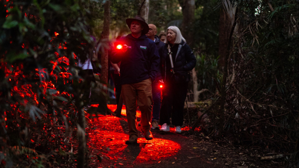 Guided Evening Rainforest Walk and Glow Worms Experience from Gold Coast - 1