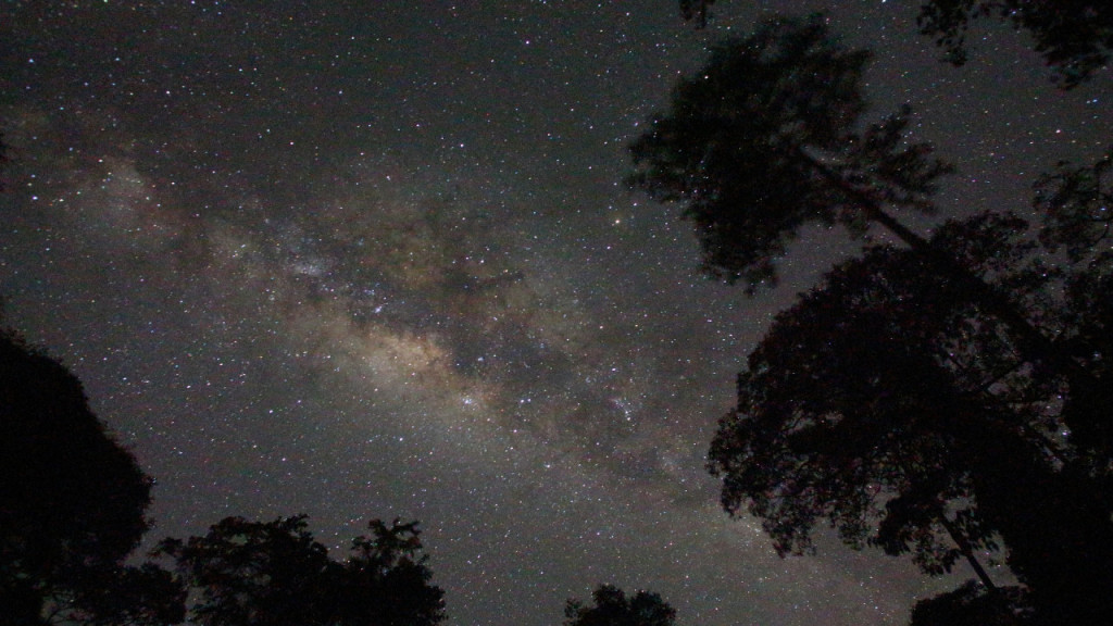 Guided Evening Rainforest Walk and Glow Worms Experience from Gold Coast - 2