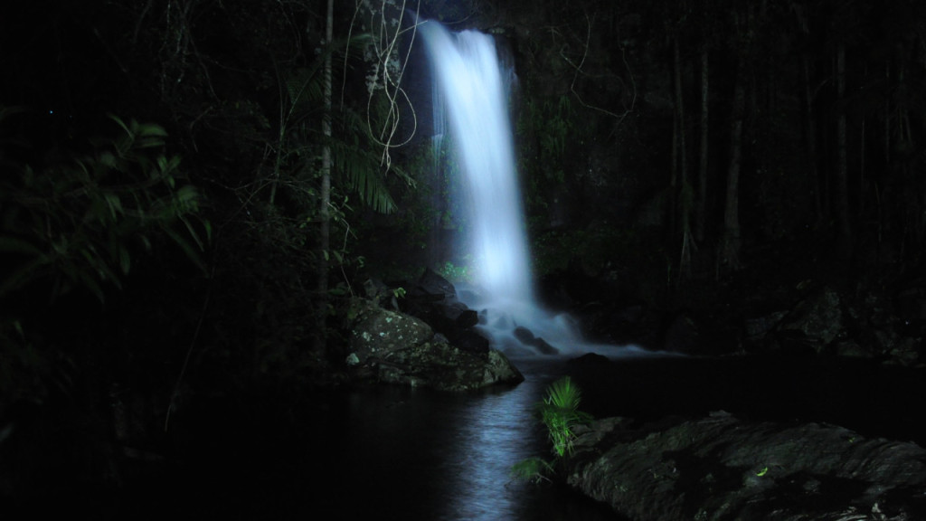 Guided Evening Rainforest Walk and Glow Worms Experience from Gold Coast - 3