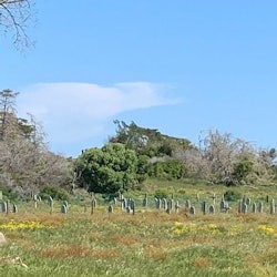 Excursión de medio día a la Isla Robben - 2