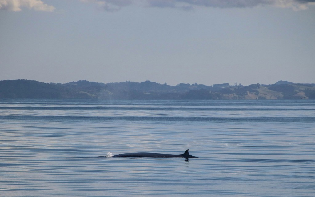 Halbtägige Wal- und Delfin-Safari ab Auckland (General) - 2
