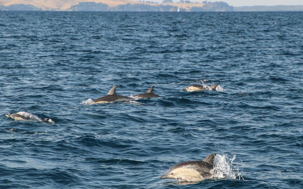Halbtägige Wal- und Delfin-Safari ab Auckland (General) - 3