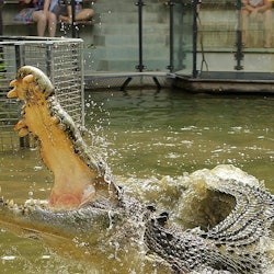 Hartley's Crocodile Adventures: Entry Ticket - 1