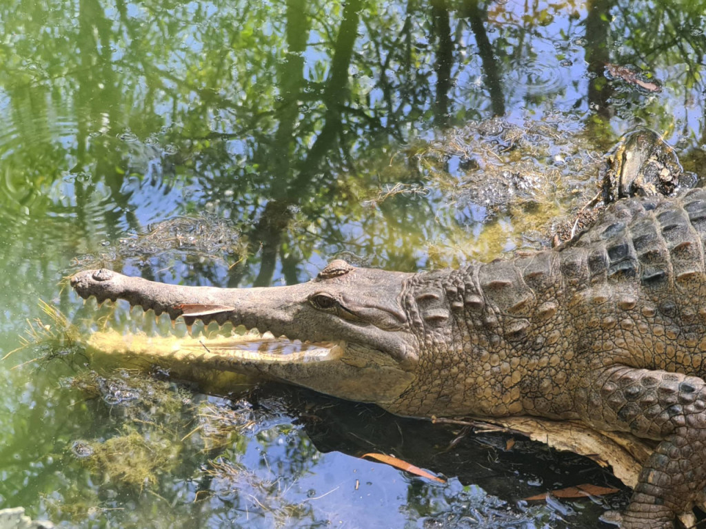 Hartley's Crocodile Adventures (Hartley's Crocodile Adventures - Admission) - 2