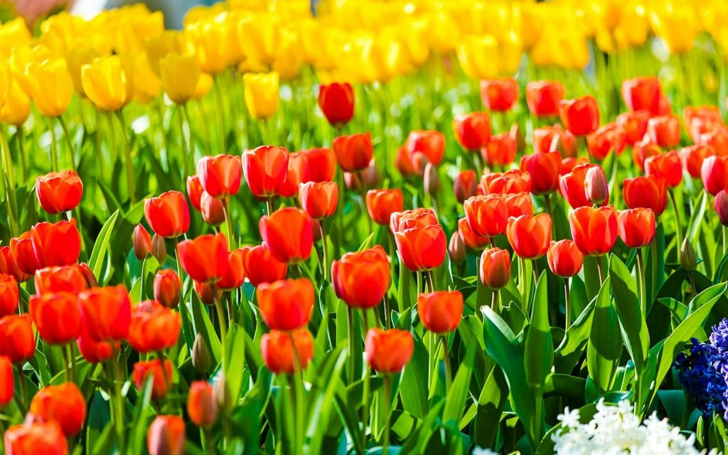 Keukenhof Entry Tickets (Entry Tickets + Transfers from Amsterdam) - 2