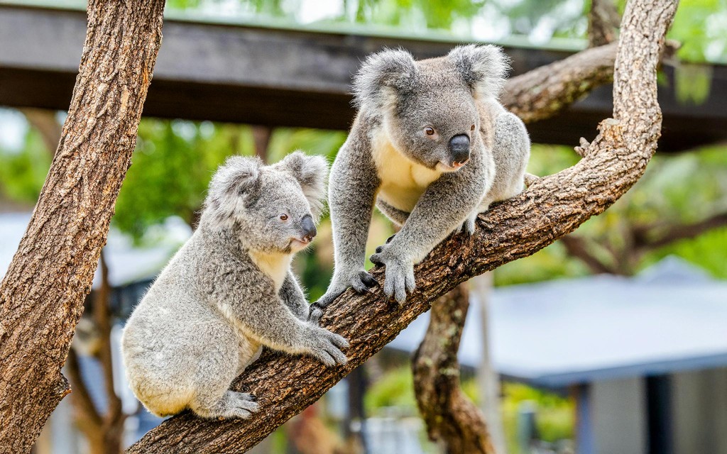 Eintrittskarten für den Featherdale Wildlife Park (Featherdale Wildlife Park) - 2