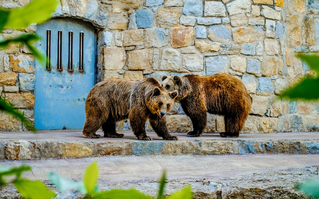 Billets pour le Jardin zoologique (Jardim Zoologico Tickets) - 1
